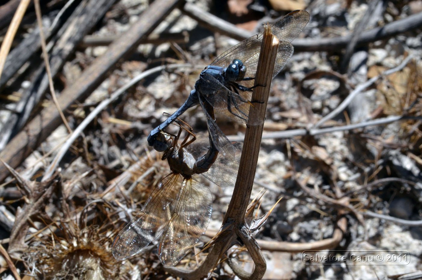 Orthetrum coerulescens anceps coppia da confermare